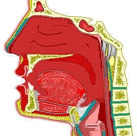 ĐÔNG Y ĐIỀU TRỊ BỆNH VIÊM AMIDAN