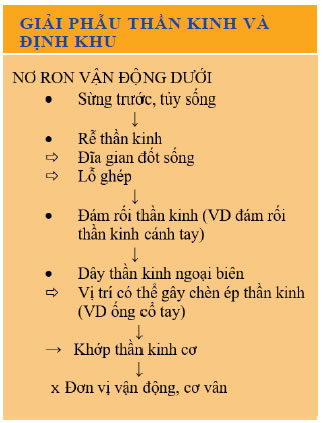 Rung giật bó cơ là gì? Nguyên nhân và cơ chế gây bệnh?